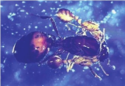 BIFA and two parasitic ant queens hooked by their jaws to the host queen